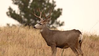 How To Find Leftover Tags And Use Application Strategy Articles To Find Hunts!