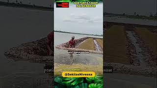 WAKTUNYA TANAM MALAH BANJIR || Niveasa