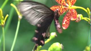 榕樹學堂訊/麝鳳蝶(雌蝶;105年6月15日上午劍南蝶園)