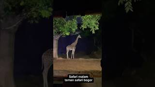 Safari malam taman safari bogor