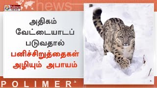 சீனாவில் பனிச்சிறுத்தைகள் கொல்லப்படுவதாக இயற்கை ஆர்வலர்கள் வருத்தம் | #China