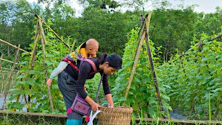 Ly Tieu Ca walks more than 10km to pick cucumbers and sell them.
