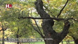 [TV ZONE] Gyerim Forest in Gyeongju, a Sacred Forest of the Silla Kingdom