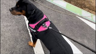 超大型犬の散歩は大変です