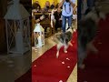 how dog grace endend up as ring bearer at her parents’ wedding ❤️