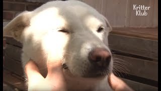 Dog Miraculously Returns Home After A Year | Kritter Klub