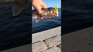 This Bait Works EVERY Time!! #shorts #shortvideo #fishing #short