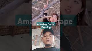 Amazing Grape Farming #amazingfarm