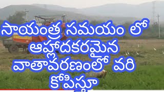 సాయంత్ర సమయంలో వరి కోపిస్తూ ఎంత ఆహ్లాదకరమైన వాతావరణంలో