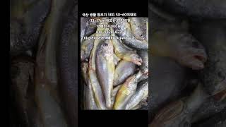 [똑손팔도푸드]국산 참조기 맛있게 드시려면 식용유 등뿍듬뿍 첨벙첨벙할정도 넣고 튀기듯이~