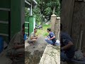 jajang somplak sikat mang‼️ lucu bodorsunda comedy ngakak komedi funny hiburan nyeleneh