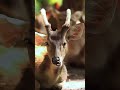 why do deer shred their antlers animals wildlife