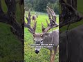 why do deer shred their antlers animals wildlife