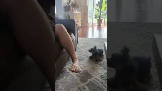 Little Yorkie is trying to get to dad for his toy, but he just can't make the jump!