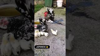 Japoness family breed ⭐ #poultry #farm #chicken #eggs #animals #hatching #japan #farming