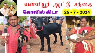 26 / 7 / 2024 / வள்ளியூர் ஆட்டு சந்தை / வெள்ளிக்கிழமை / Vallioor goat market /