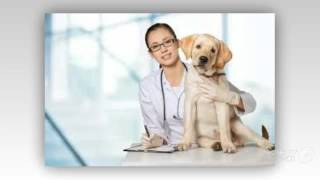 Six Different types of Veterinary Specialist