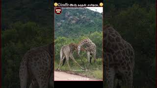 Giraffe-யின் காதல் சண்டை😅😲 | #twininfotamil | #tamilshorts | #shorts |