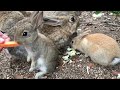 【広島旅行】大久野島で可愛いうさぎ達にご飯をあげるだけの動画【rabbit island】feeding🐇