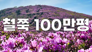 전국 최대 철쭉 군락지 샅샅이 둘러보기