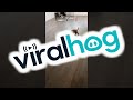 Puppy Does His Chores || ViralHog