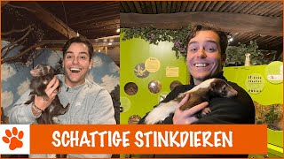 WAAROM STINKT EEN STINKDIER? | DierenpraatTV