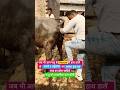 Rectum मैं हाथ डालने से पहले ये बात याद रखें #vetcareofficial #shorts #viralvideo #trending #video