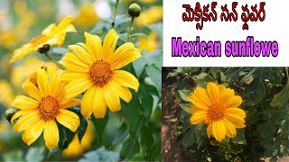 mexican sunflower plant care||మెక్సికన్ సన్ ఫ్లవర్ మెుక్క వివరాలు #mexicansunflowerplant