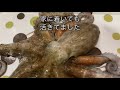 マダコ釣り　東京湾　今年は船でタコ釣り🐙大ダコ⁉️釣りました😊仕掛けなどもご紹介します❗️川崎　つり幸　マダコ乗合船　2021.6