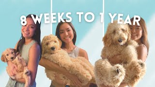 Labradoodle 8 weeks to 1 year: Ep 10 | Charlie the Labradoodle