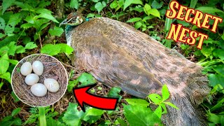 Just FOUND Our Peacock's SECRET Nest In The Forest [Hatching Peacock Eggs] 🦚