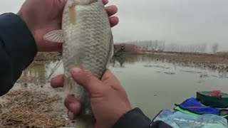 还是得秘密基地给力原来钓鱼才是抖音运动顶流 钓鱼 超牌觉醒 大板鲫鲫鱼