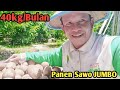 Cara Panen Sawo Jumbo Di Kebun||Tips berkebun