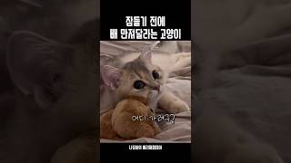 배 만져달라는 고양이🐱💝