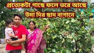 টবের গাছে ফলছে প্রচুর ফল, ফলে ভরে আছে উমা দির ছাদ বাগান/Rooftop farming/