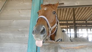 名前を呼ばれたらちゃんと鳴きながら振り向く馬