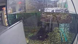 Squirt the Turtle Cam at Chinn Park Library