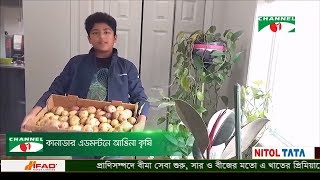 কানাডার এডমন্টনে আঙিনা কৃষি