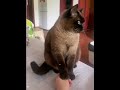 吃我的喝我的，摸一下都不行 yun catsoftiktok cat catvideo curiosity perte 萌宠出道计划 猫咪 上热门要流量