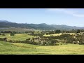 真实的新西兰羊群效应 real new zealand herd effect