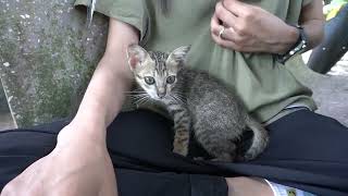 cat, funny cat, small cat, cat video, ep 2330