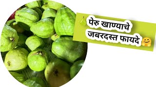 थंडीत पेरू खाण्याचे  गुणकारी फायदे ऐकून तुम्ही रोज एक पेरू नक्की खाल |benifits of Guava