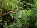 captured the courtship feeding between 2 garden robins