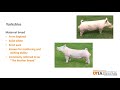 swine skillathon study series breeds