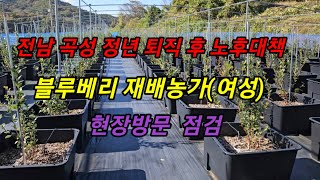 전남 곡성 정년퇴직(여성)  후 노후대책 블루베리 재배농가. 현장방문 점검 #메도우락 전문농원 #메도우락 묘목판매(010 8895  4161)