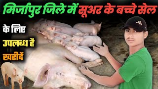 buy piglets from mirzapur for rearing pig farming suar palan pig farming pig farm