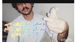 Sawani Batair k nazla oor zukam ka ilaj||quail flu treatment