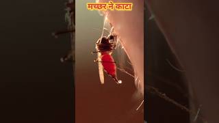 मच्छर एक दिन में कितना खून पीता है 🤯 मच्छर की दुनिया #shorts #shortsvideo