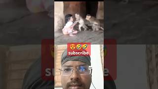 🤭🤭டேய் மைலோ இங்க வந்து பாருடா 😍😍 #shorts #funnyshorts #funny #fun #monkey #kits #elan #2025