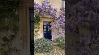 Wisteria magic 💜 #englishcountryside #garden #gardendesign #wisteria #gardens  #flower #cottagecore